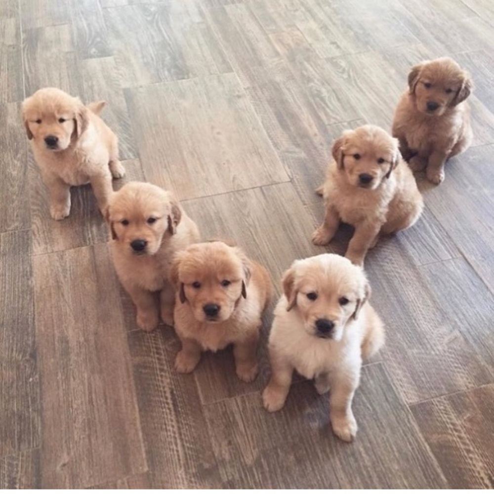 Meet your Posher, Leticia